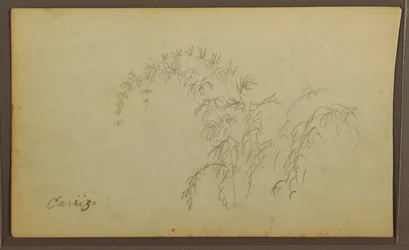 Dibujo, Bocetos botánicos; Verso: Bocetos botánicos, 1857