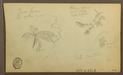 Dibujo, Bocetos botánicos; Verso: Bocetos botánicos, 1857