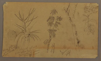 Dibujo, Bocetos botánicos; Verso: Nubes, julio de 1865