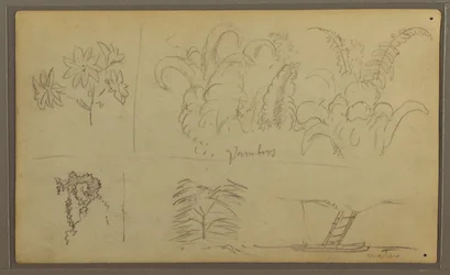 Dibujo, Bocetos botánicos; Verso: Lagarto, Palmera, 1857