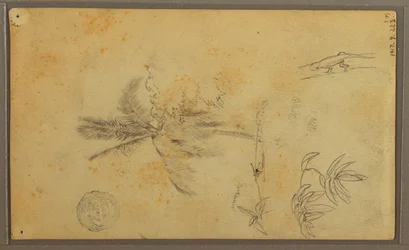 Dibujo, Bocetos botánicos; Verso: Lagarto, Palmera, 1857