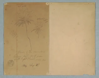 Dibujo, Bocetos botánicos: una rama, un árbol y la copa de un árbol, Sudamérica, 2 de septiembre de 1853