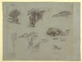 Dibujo, Bocetos botánicos de Sudamérica: una palmera, grupos de árboles, ramitas colgantes, un gran árbol junto a una casa y una grulla voladora., 1853, probablemente mayo.