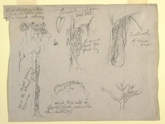 Dibujo, Estudios botánicos realizados en el Río Magdalena, Colombia:  Parásito, Árbol Muerto, 1853