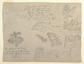 Dibujo, Estudios botánicos, vistos desde el Río Magdalena, Colombia, 1853