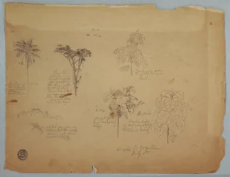 Dibujo, Estudios botánicos con loros voladores, Boquia, Colombia, julio de 1853
