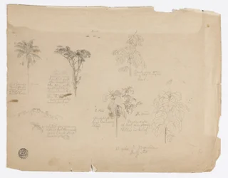Dibujo.  Bocetos botánicos de Colombia.