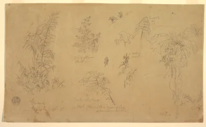 Dibujo, Bocetos botánicos, "cerca de Jorje", 23 de julio de 1857