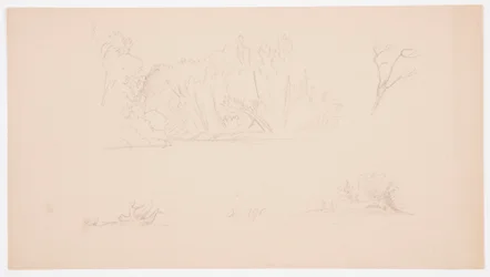 Dibujo, Bocetos botánicos: árbol, árboles en la orilla, septiembre de 1876