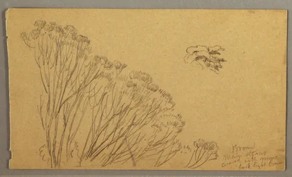 Dibujo, Arbustos, posiblemente 1865-66