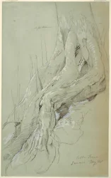 Dibujo, Raíces de algodonero creciendo en una ladera, Jamaica, mayo de 1865