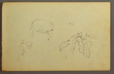 Dibujo, Vaca rascándose la cabeza, planta de hojas, posiblemente 1844