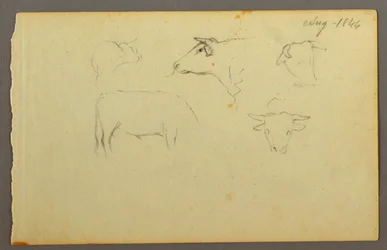 Dibujo, Vacas, 1844