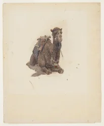 Dibujo, Dromedario agazapado, 1868