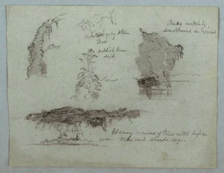 Dibujo, Detalles de flores, plantas y árboles a lo largo de la orilla de un río, Río Magdalena, Colombia, 1853, probablemente mayo