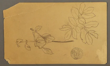Dibujo, Dibujo.  Bocetos.  Tallo de una planta.   Ramas con hojas., posiblemente 1877