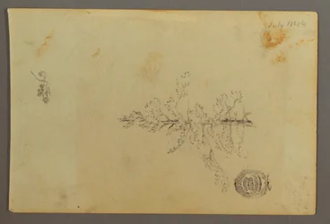 Dibujo, Árbol de hoja perenne, 1844