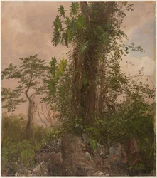 Dibujo, Higuera y filodendro silvestre, 1865