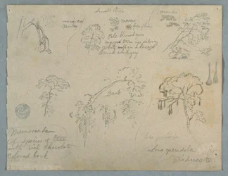 Dibujo, Cinco estudios botánicos con un mono colgado, probablemente Colombia, 1853