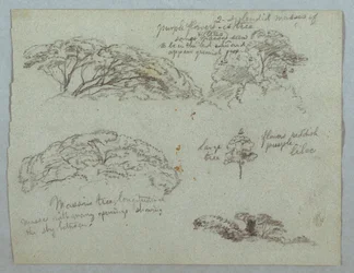 Dibujo, Cinco estudios de copas de árboles, Río Magdalena, Colombia, 1853, probablemente mayo