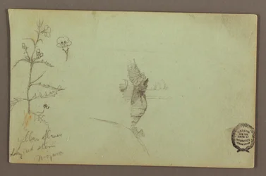 Dibujo, Planta en flor y una roca entre las cataratas americana y canadiense del Niágara, posiblemente 1858