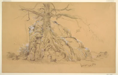Dibujo, Árbol del Königssee, 16 de julio de 1868
