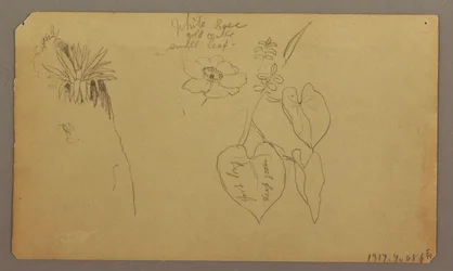 Dibujo, Paisaje; Verso: Bocetos botánicos, 1865