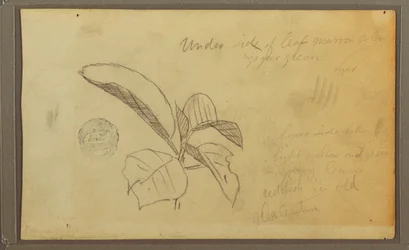 Dibujo, Hojas, 1857
