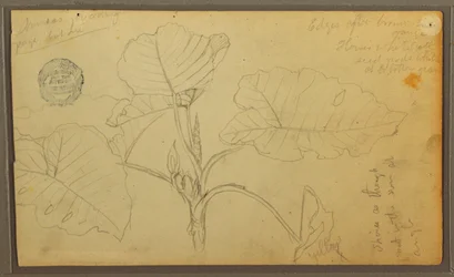 Dibujo, Hojas, 1857