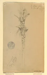 Dibujo, Hojas y tallo de una palmera, Aspinwall, Panamá, 15 de mayo de 1857