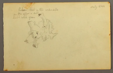 Dibujo, Liquen, 1844