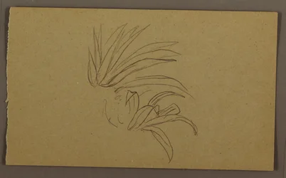 Dibujo, Planta de lirio, 1865