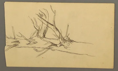 Dibujo, Sección media de un tronco de árbol muerto, 1877