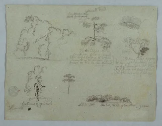 Dibujo, Estudios de la naturaleza, incluido un árbol candelabro con un perezoso, Río Magdalena, Colombia, mayo de 1853