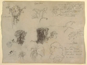 Dibujo, Estudios de la naturaleza, probablemente de Colombia: Mono, parásitos y árboles, 1853
