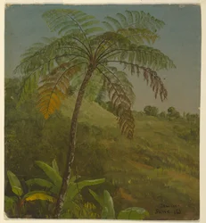 Dibujo, Palm Tree, Jamaica, junio de 1865