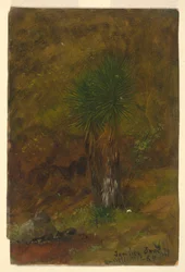 Dibujo, Palmeras, julio de 1865