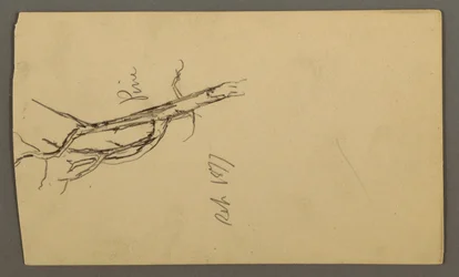 Dibujo, Pino, septiembre de 1877