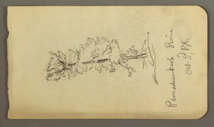 Dibujo, Pino, 1878