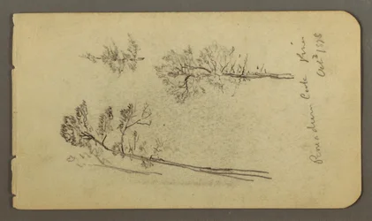 Dibujo, Estudios sobre el pino, 1878