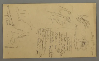 Dibujo, Estudios de plantas, Notas de plantas, Cascada, 1868