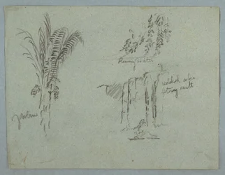 Dibujo, Estudios de plantas del Río Magdalena, Colombia, 1853, probablemente mayo