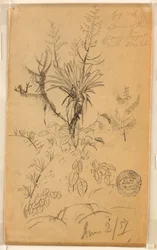 Dibujo, Estudio de plantas y árboles, 2 de junio de 1857