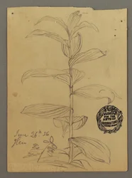 Dibujo, Estudio de plantas, 26 de junio de 1856