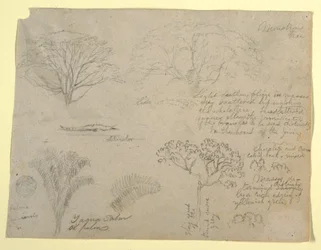 Dibujo, Serie de estudios botánicos que incluyen un caimán y un árbol monstruoso, vistos desde el Río Magdalena, Colombia, 1853