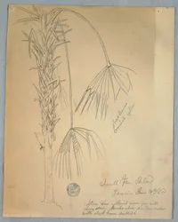 Dibujo, Palma de abanico pequeño, Jamaica, 14 de junio de 1865