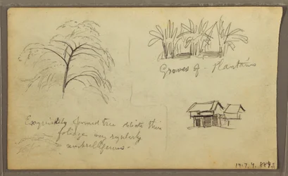 Dibujo, Esquina de calle en Guaquil, Ecuador; Verso: Bocetos botánicos, casa, Ecuador o Colombia, 1857