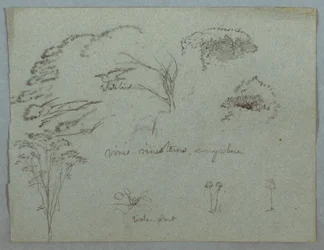 Dibujo, Estudios del Río Magdalena, Colombia:  Copas de árboles, pájaro blanco volando, enredaderas y tres plantas en flor, 1853, probablemente mayo