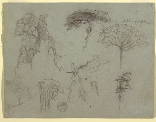 Dibujo, Estudios de árboles, Ecuador, 1853