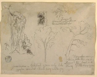 Dibujo, Estudios de árboles y plantas vistos desde el Río Magdalena, Colombia, 1853
